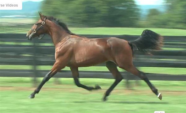 Standard Bred Yearlings